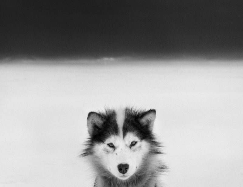 Ragnar Axelsson - Last Days of the Arctic - Baffin Dog