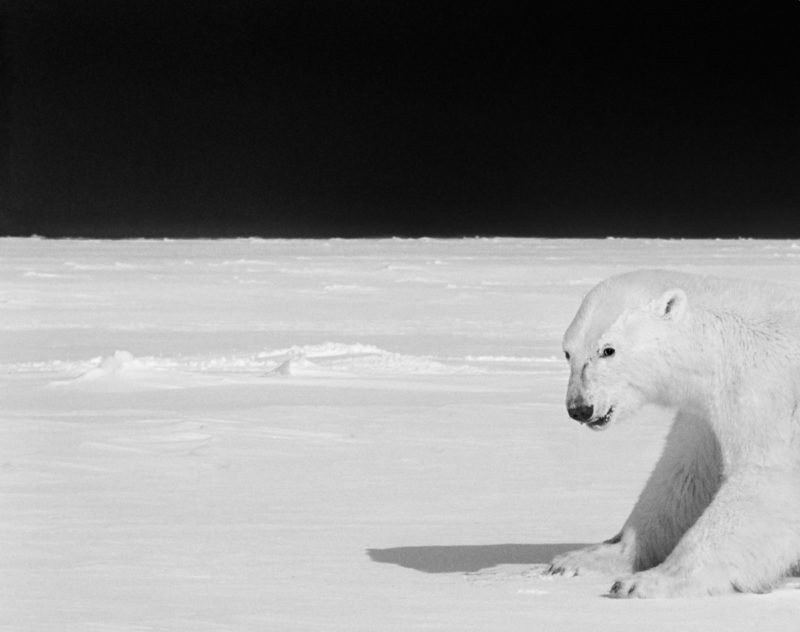 Ragnar Axelsson - Last Days of the Arctic - Polar bear on the ice near Baffin Island