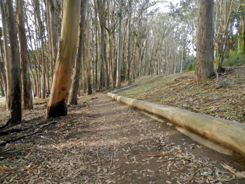 Andy Goldsworthy’s Wood Line: Why you should explore it
