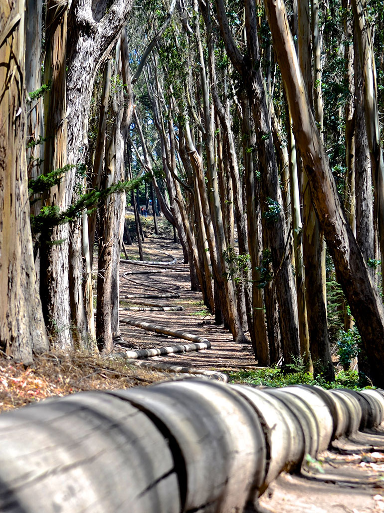 Why you should explore Andy Goldsworthy's Wood line