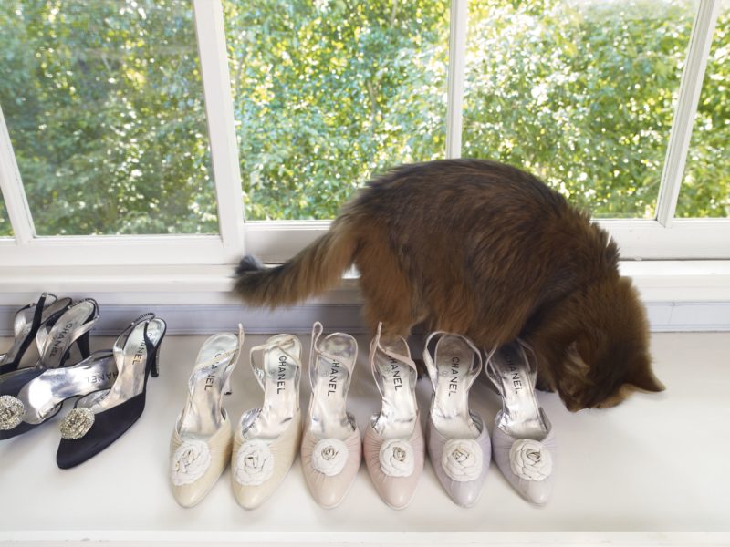 Catherine Opie – Fang and Chanel, 2010-2011, from 700 Nimes Road, Elizabeth Taylor's home, Taylor’s cat Fang, roaming over her Chanel shoes