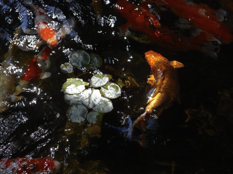 Catherine Opie – Koi Pond, from 700 Nimes Road, Elizabeth Taylor's home