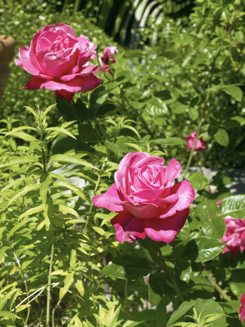 Catherine Opie – The Elizabeth Taylor Rose, from 700 Nimes Road, Elizabeth Taylor's home