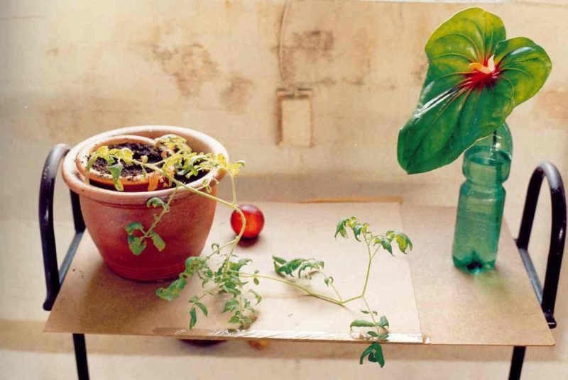 Wolfgang Tillmans - Still life, Herald Street, 2000