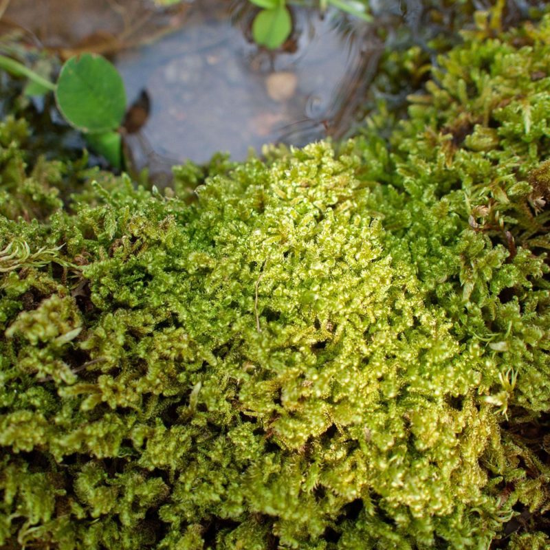 Moss used in Junya Ishigami's Water Garden, 2018, Nasu Mountains, Tochigi Prefecture, Japan