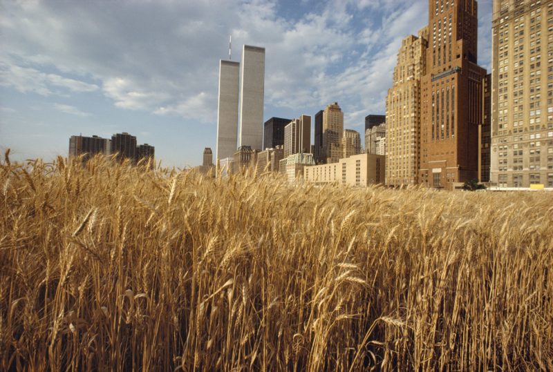Agnes Denes - Wheatfield - A Confrontation, 1982, View with the New York Financial Center, Battery Park Landfill, Downtown Manhattan