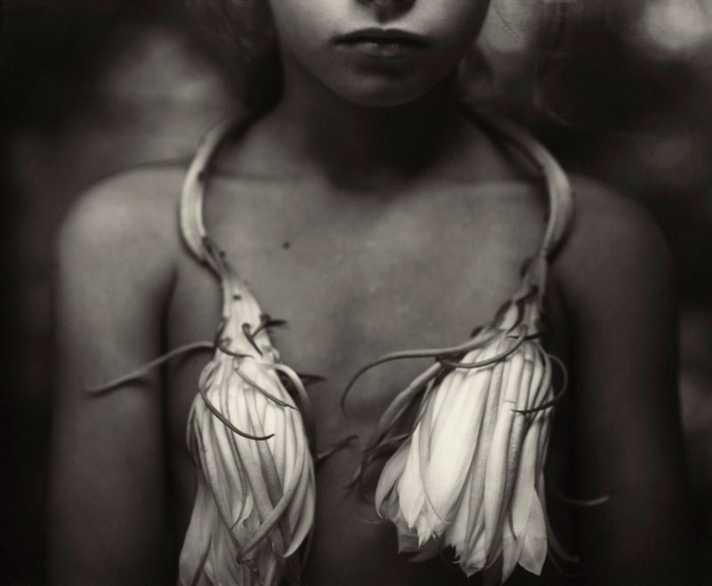 Sally Mann - Night-blooming Cereus, 1988, from Immediate Family