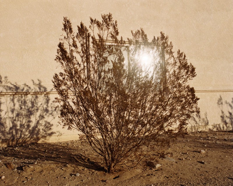 Ron Jude - Lago - Bush w/ Sun Reflection, 2013