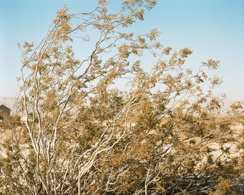 Ron Jude - Lago - Creosote Bush in Wind, 2013