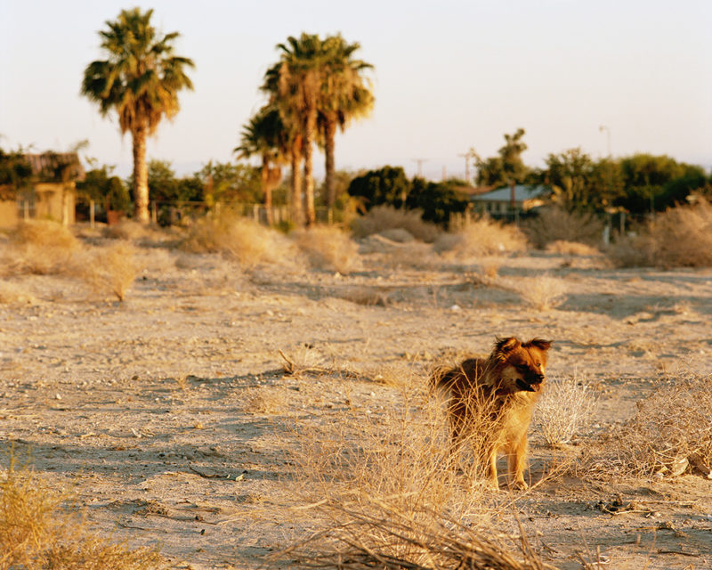 Ron Jude - Lago - Dog at Sunset #2, 2013