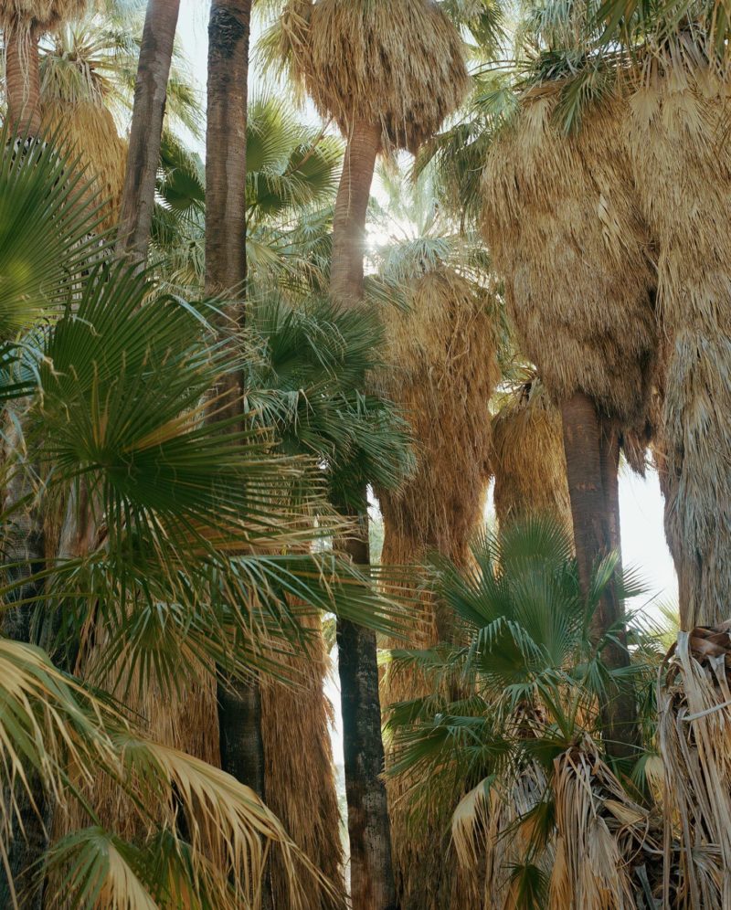 Ron Jude - Lago - Oasis Palms, 2013