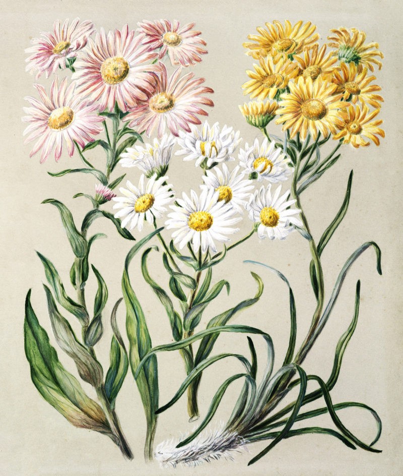 Sarah Featon (1848 - 1927) - Antique plant New Zealand snow groundsels