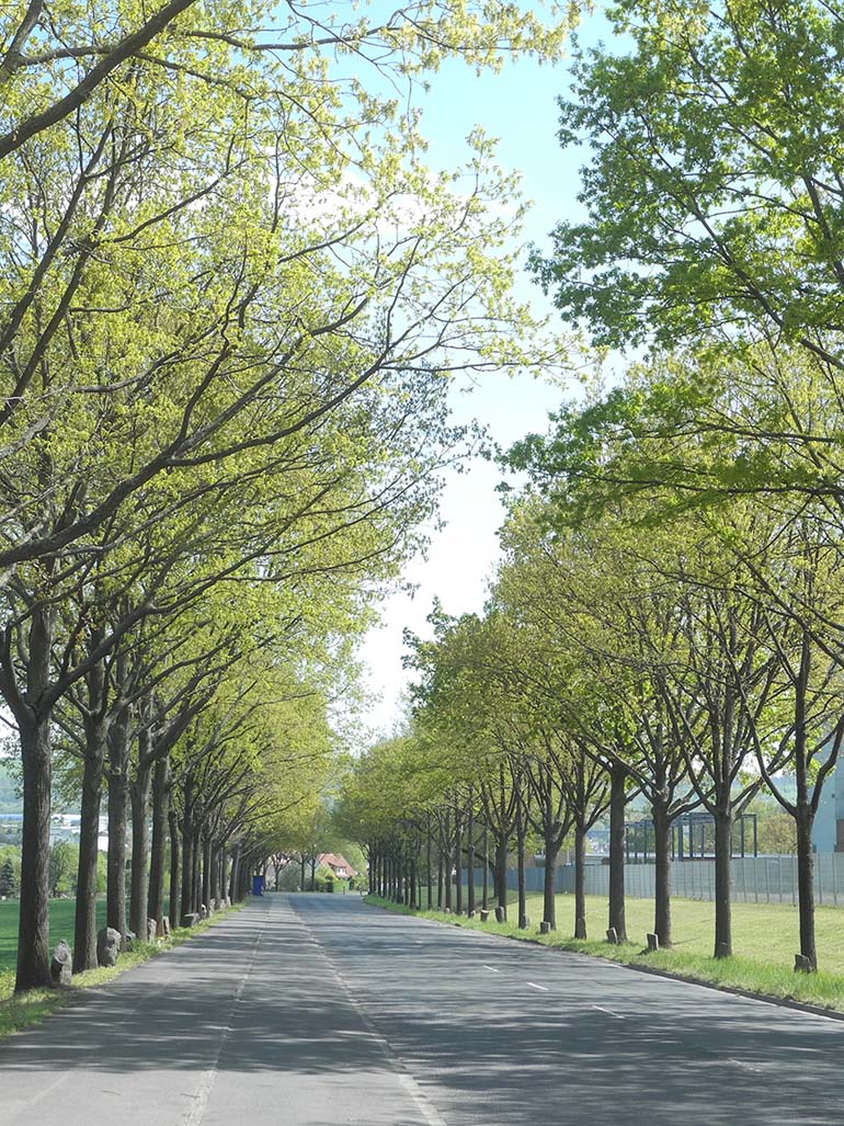 约瑟夫·博伊斯（Joseph Beuys）-7000橡树，1982年，Dennha用户斯特拉（Straße），卡塞尔，德国，从1984年开始种植