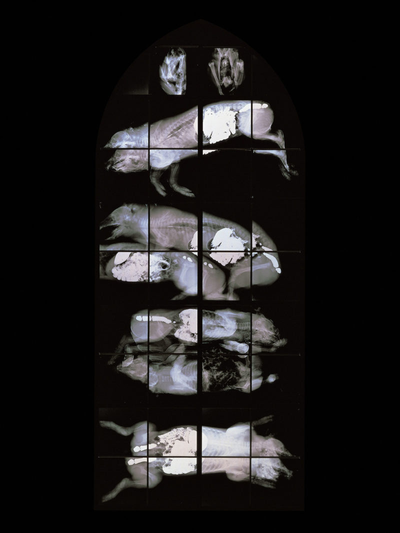 Wim Delvoye - November, 2001, steel, x-ray photographs, lead, glass, 244 x 104 cm