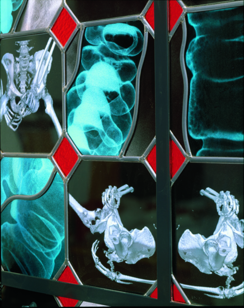Wim Delvoye - Polyhymnia (detail), 2001-2002, steel, x-ray photographs, lead, glass, 200 x 80 cm